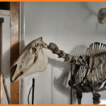 How To Set Up A Natural History Exhibition - Top 3 Tips by newtohr