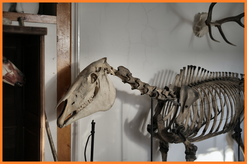 How To Set Up A Natural History Exhibition - Top 3 Tips by newtohr