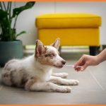 Is It Hard To Set Up A Veterinary Practice... Not Really, Insiders Say by newtohr